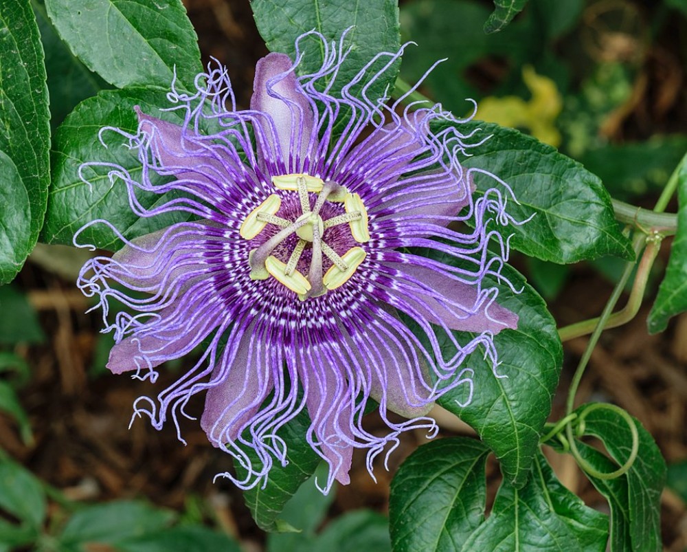 passiflora_incarnata_1